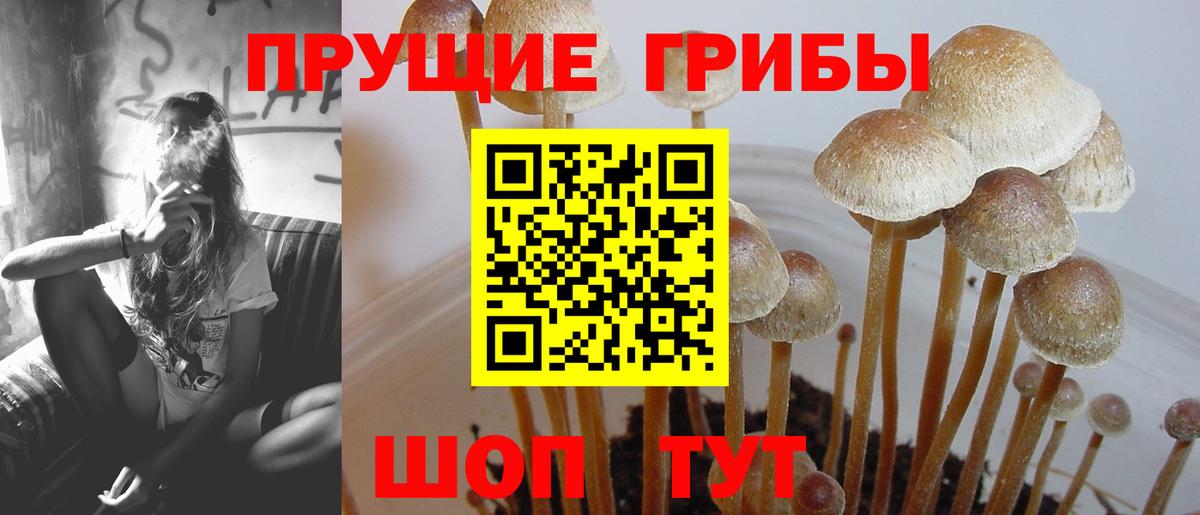 Псилоцибиновые грибы Cubensis  Вход с VPN  Вичуга 